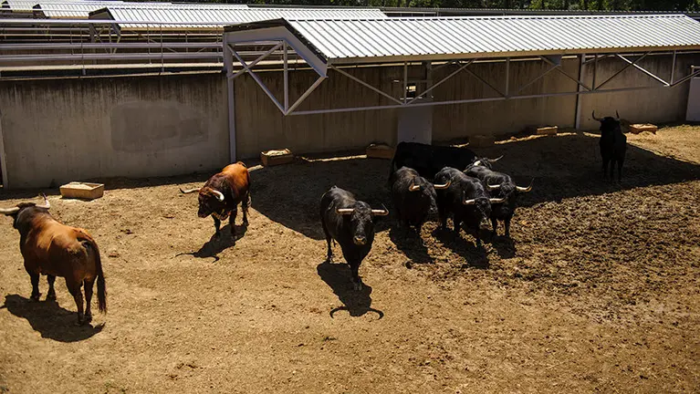 Los toros de Victoriano del Río para San Fermín 2017 en los corrales del Gas. MIGUEL OSÉS (1)
