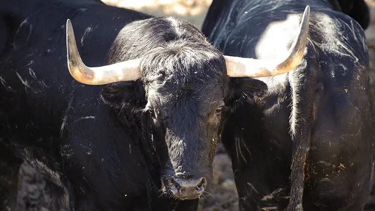 Los toros de Victoriano del Río para San Fermín 2017 en los corrales del Gas. MIGUEL OSÉS (12)