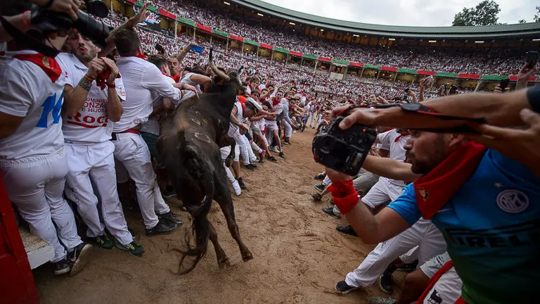 Vaquillas después del encierro en la Plaza de Toros. PABLO LASAOSA05