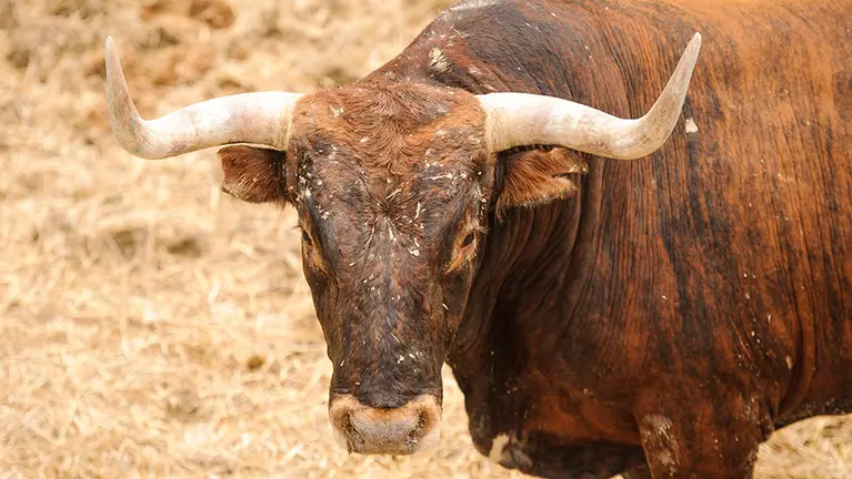 Miura en los corrales del gas. MIGUEL OSÉS (2)