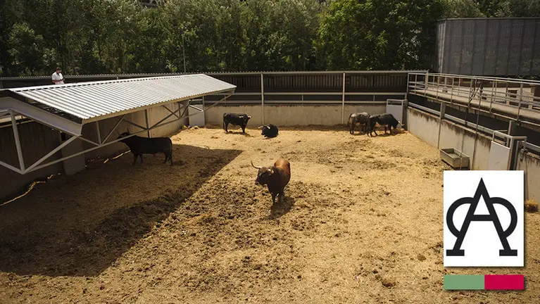 Manada de la ganadería de Miura para el encierro de 2017 MIGUEL OSÉS