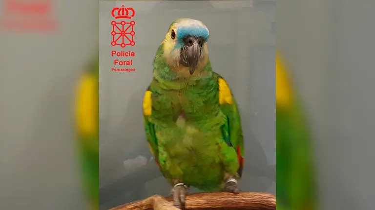 Llega un loro a objetos perdidos