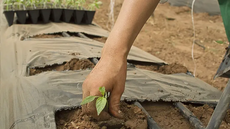 Imagen de un agricultor plantando en un invernadero ARCHIVO