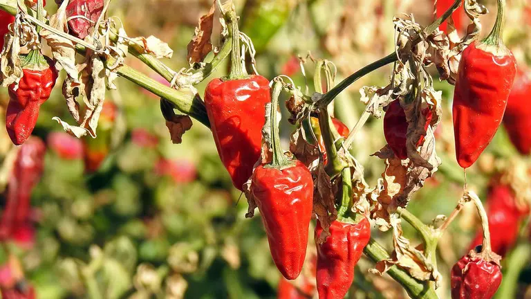 Pimientos en cultivo. ARCHIVO