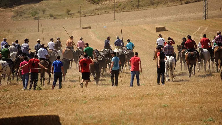 Decenas de jinetes guían a las vacas en la celebración de la trashumancia desde los campos de Larraga hasta el pueblo. MIGUEL OSÉS (10)
