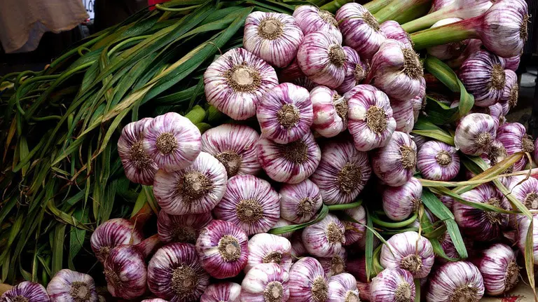 Falces celebra el Día del Ajo este domingo 30 de julio.