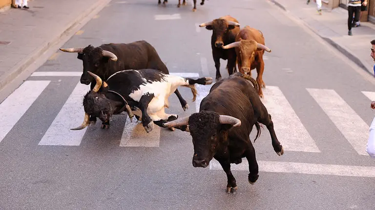 Segundo encierro en San Adrián con reses de la ganaderia navarra de Santa fe Martón. MIGUEL OSÉS (7)
