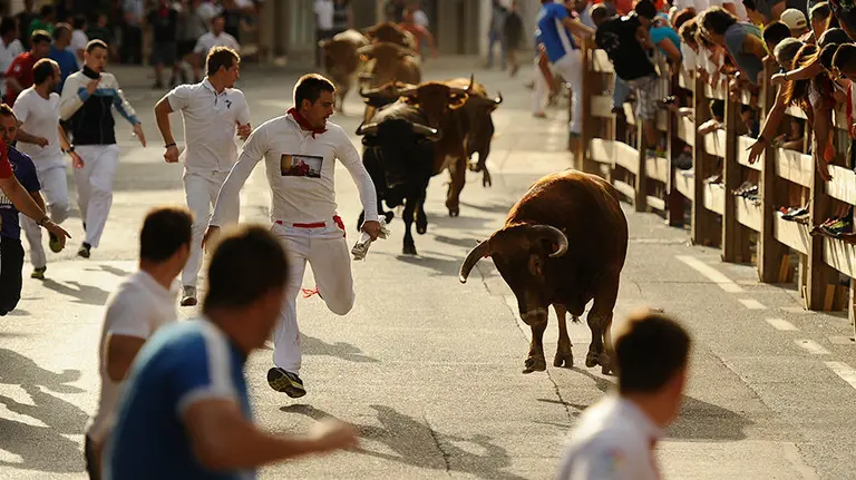 Segundo encierro de las fiestas de Lodosa con las reses de Hermanos Merino. MIGUEL OSÉS (4)