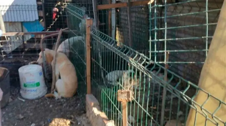 Estado en el que se encontraban los animales. EP