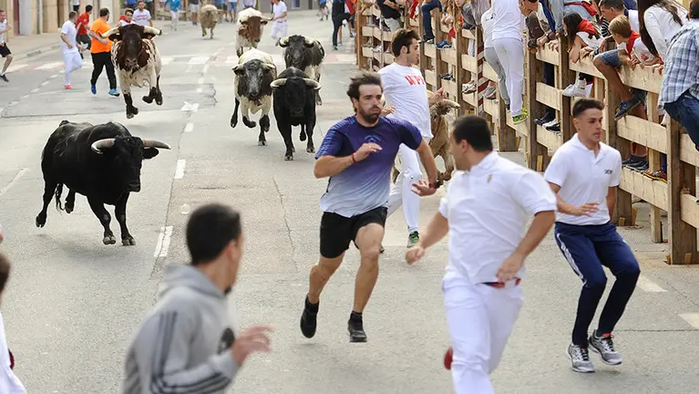 Encierro de Lodosa con los novillos de la ganadería de Prieto de la Cal. MIGUEL OSÉS (5)