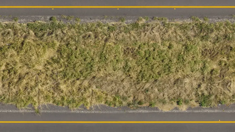 La vegetación invade una carretera