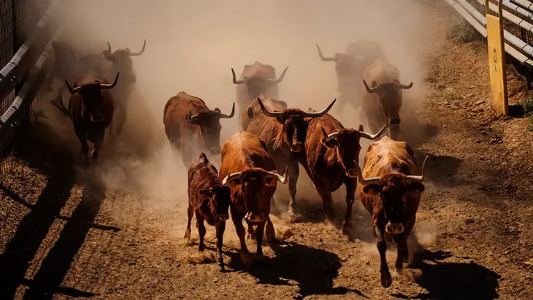 Bajada de las reses desde el monte para embarcar en el camión. MIGUEL OSÉS