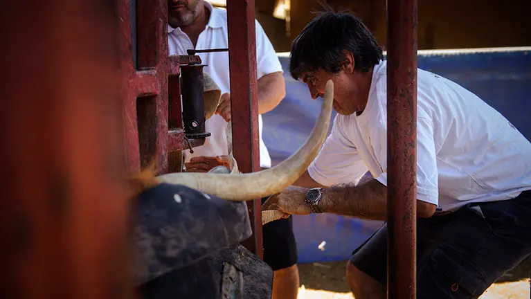 El ganadero Miguel Reta sujetando a la vaca para poder ponerle los crotales que le identificarán. MIGUEL OSÉS