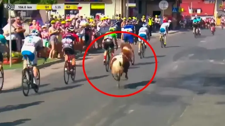 El poni corriendo con el pelotón. YOUTUBE