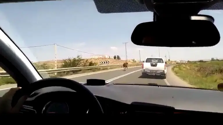 Una vaca brava se ha escapado en fiestas de Barillas