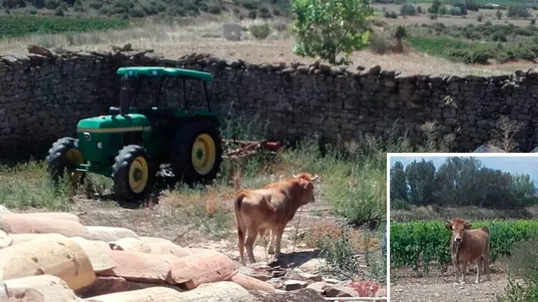 El novillo que se ha escapado en Olite.