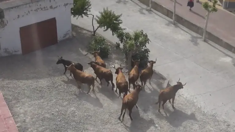 Cuarto encierro del Estrecho de Arguedas