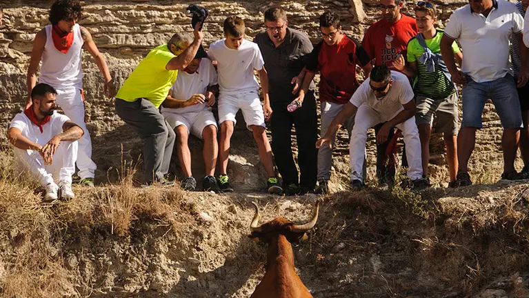 El encierro del estrecho de Arguedas corre a cargo de las reses de la ganadería Arriazu.  MIGUEL OSÉS_17