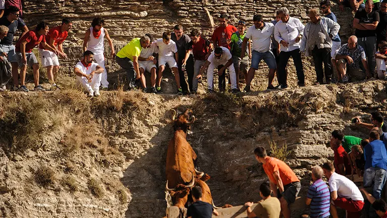 El encierro del estrecho de Arguedas corre a cargo de las reses de la ganadería Arriazu.  MIGUEL OSÉS_18