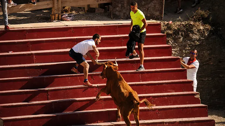Último encierro del estrecho en Arguedas con las vacas de la ganadería Ustarroz. MIGUEL OSÉS (16)