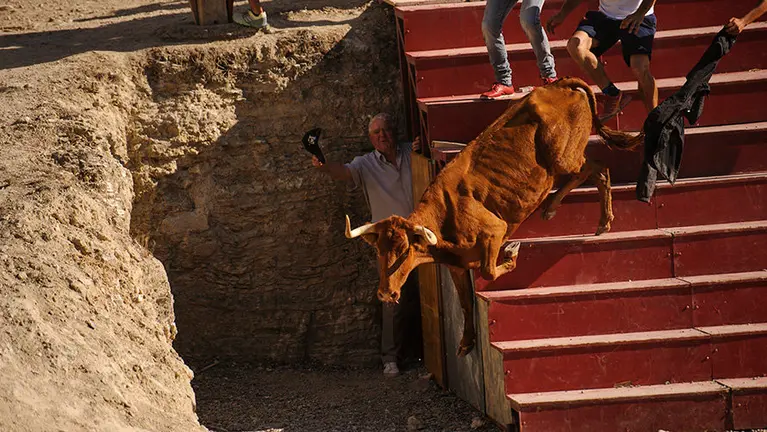 Último encierro del estrecho en Arguedas con las vacas de la ganadería Ustarroz. MIGUEL OSÉS (18)