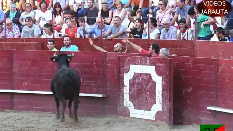 Las reses de los Hermanos Ganuza protagonizan una intensa tarde de sábado en Arguedas