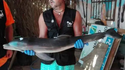 La cría de delfín muerta por el estrés de los bañistas