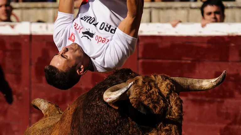 Concurso de Recortes de la Feria de Tafalla con los toros de la ganadería Macua. MIGUEL OSÉS_7