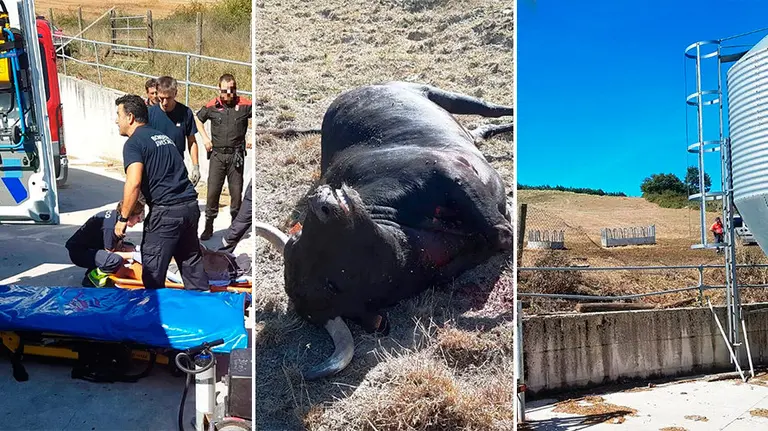 Toro abatido en las inmediaciones de Zolina. POLICÍA FORAL