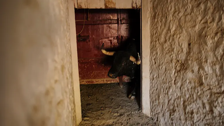 Así se trabaja en los chiqueros de la plaza de Tafalla para preparar la salida de los toros al coso. MIGUEL OSÉS (14)