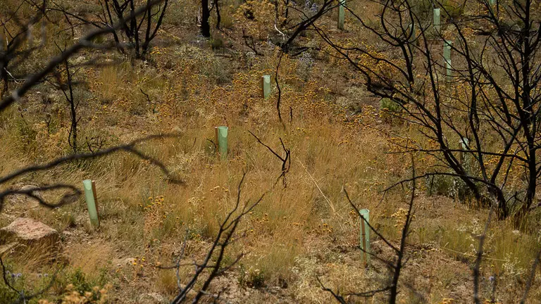 Visita un año después a la zona afectada del incendio de Tafalla en 2016. PABLO LASAOSA 18