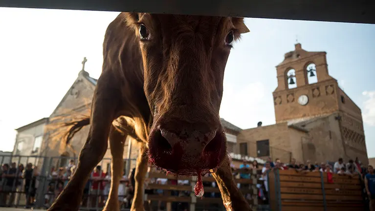Ribaforada abre las fiestas con una tarde de capones de Arriazu por sus calles. MIGUEL OSÉS_2