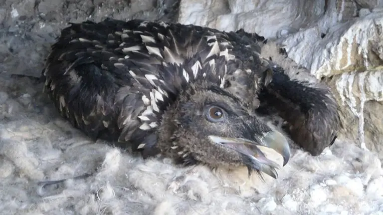 Los pollos quebrantahuesos