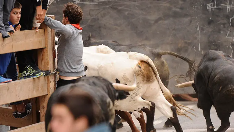 Primer encierro de las fiestas de Peralta 2017 con la ganadería navarra de Jose Antonio Baigorri Pincha. MIGUEL OSÉS (12)