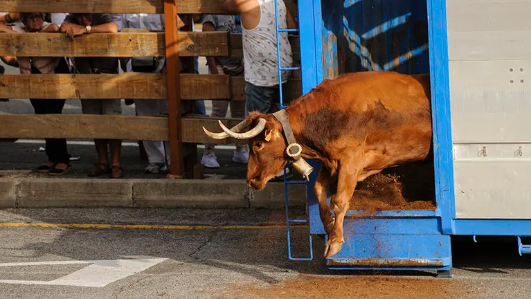 Noain vuelve a tener recorrido en la suelta de las vacas en las fiestas de 2017. MIGUEL OSÉS_22