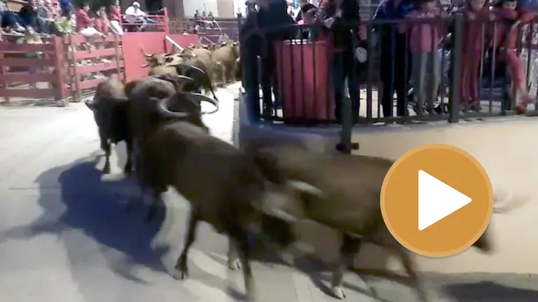 Encierro de vacas en Milagro