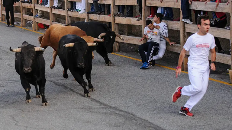 Cuarto enccierro de las fiestas de Sangüesa de 2017 con los novillos de Alcurruccen para los novilleros Toñete y El Dani. MIGUEL OSÉS_10