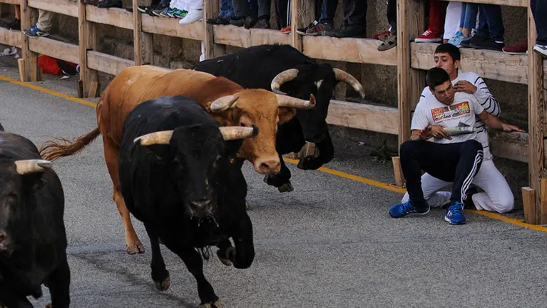 Cuarto enccierro de las fiestas de Sangüesa de 2017 con los novillos de Alcurruccen para los novilleros Toñete y El Dani. MIGUEL OSÉS_11