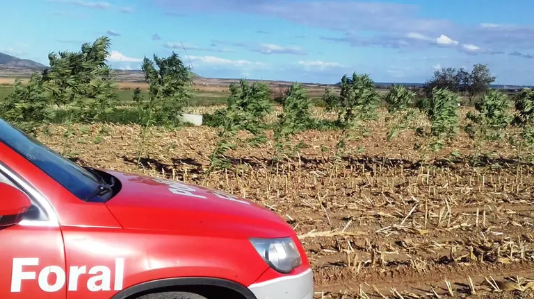 Imagen de las plantas de marihuana que han sido retiradas en un cultivo de Pitillas tras la denuncia de un agricultor POLICÍA FORAL