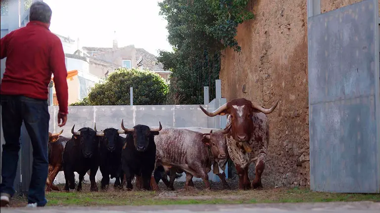 Penúltimo encierro de las fiestas de Sangüesa de 2017 con toros de Alberto Mateos de Valdelosa. Irati Borda/ Alfonso Etxarte