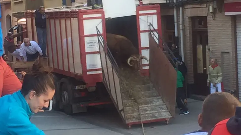 Suelta del toro ensogado de Víctor Ustarroz por las calles de Lodosa durante la tarde del sábado de las fiestas de las Angustias (6)