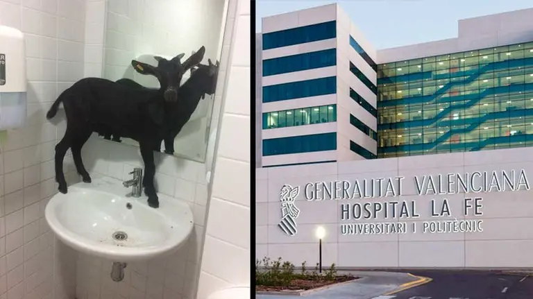 Imagen de la cabra justo antes de recogerla la protectora de animales de Valencia. EP