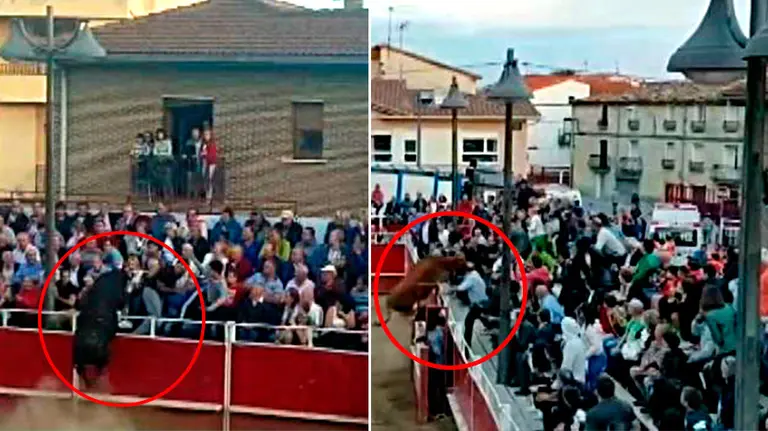 Dos vacas saltan a la grada en las fiestas patronales de Santacara