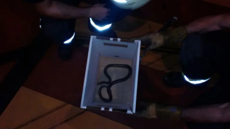 Los bomberos del parque de Cordovilla han retirado una culebra aparecida en el parque Yamaguchi de Pamplona BOMBEROS DE NAVARRA