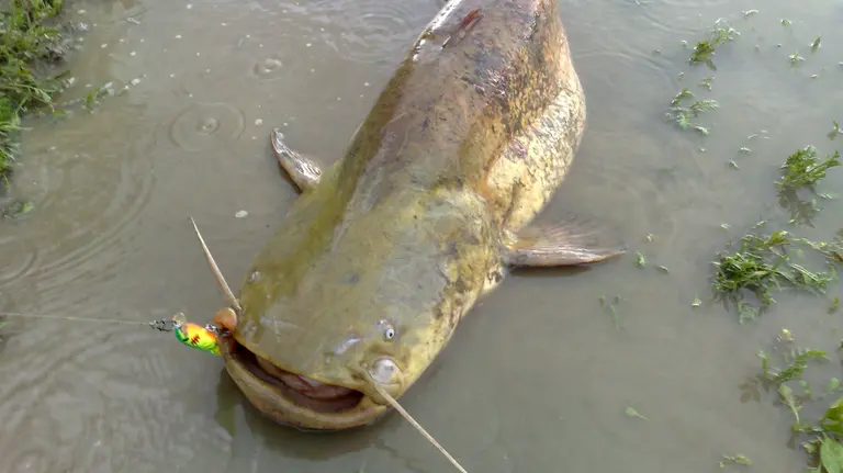 Imagen de un siluro de grandes dimensiones pescado en un río ARCHIVO