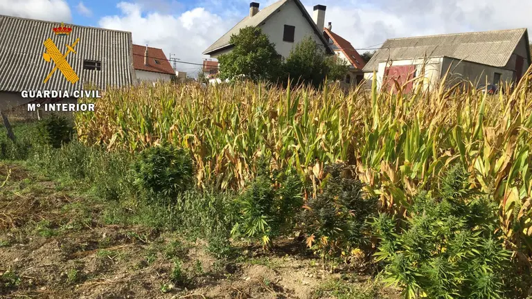 Plantas de marihuana incautadas en un maizal en el Valle de Aezcoa GUARDIA CIVIL