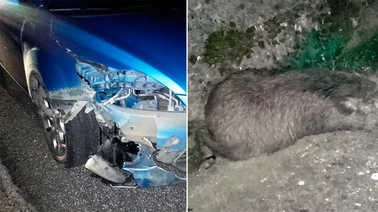 Los daños en los vehículos con los atropellos a jabalíes