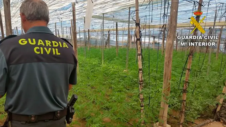 Un agente dentro del invernadero de marihuana en Almería