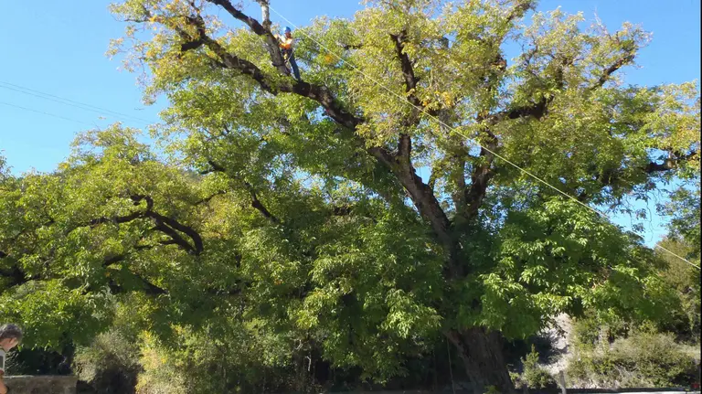 Labores de poda en el nogal monumental de Garde