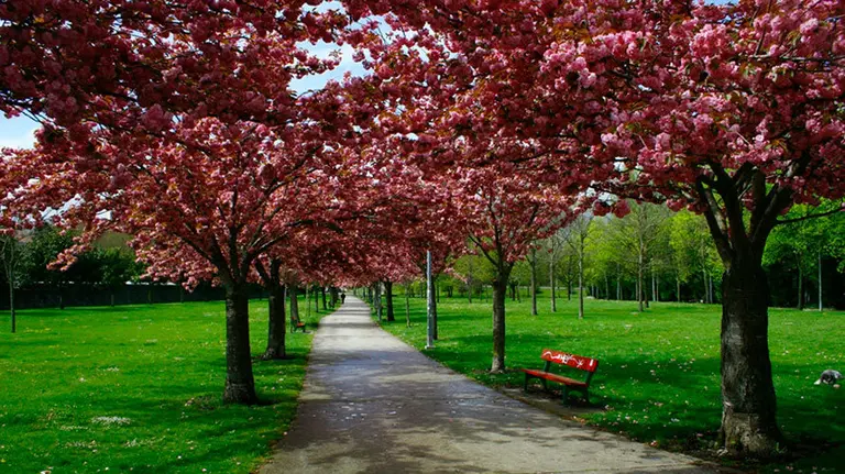 Los cerezos japoneses del parque Irubide en la Chantrea. AYUNTAMIENTO DE PAMPLONA